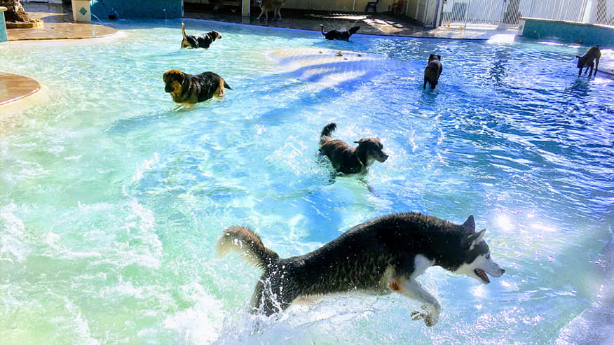 vca simmons veterinary hospital