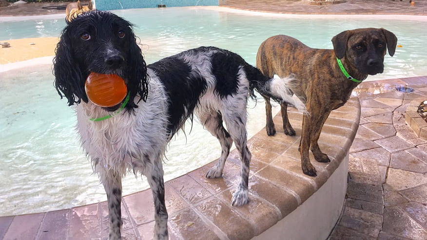 vca simmons veterinary hospital