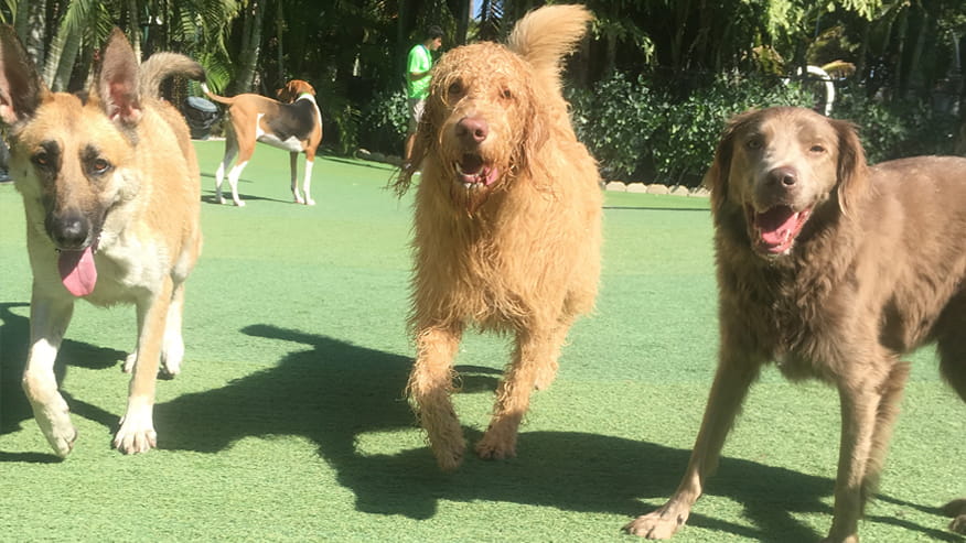 vca simmons veterinary hospital