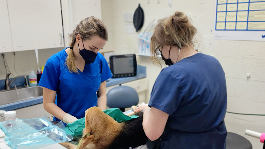 Sedation procedure at VCA South Arundel Animal Hospital