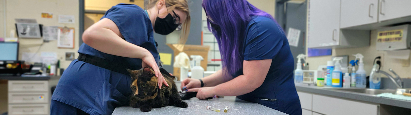 Cat exam at VCA South Arundel Animal Hospital