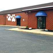 how many times should i feed my hamster