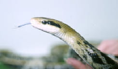 Feeding Pet Snakes | VCA Animal Hospital