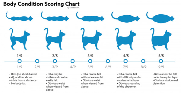 Royal Canin Cat Body Condition Score Chart