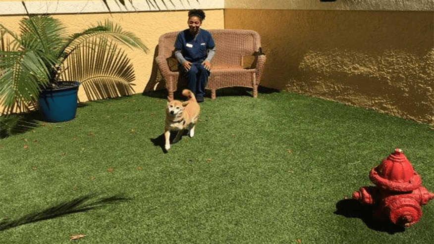 Dog Boarding