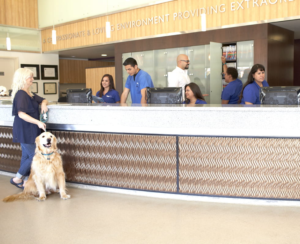 Vet Clinic Spring Tx / Cole Veterinary Hospital Spring, TX Animal Boarding There's