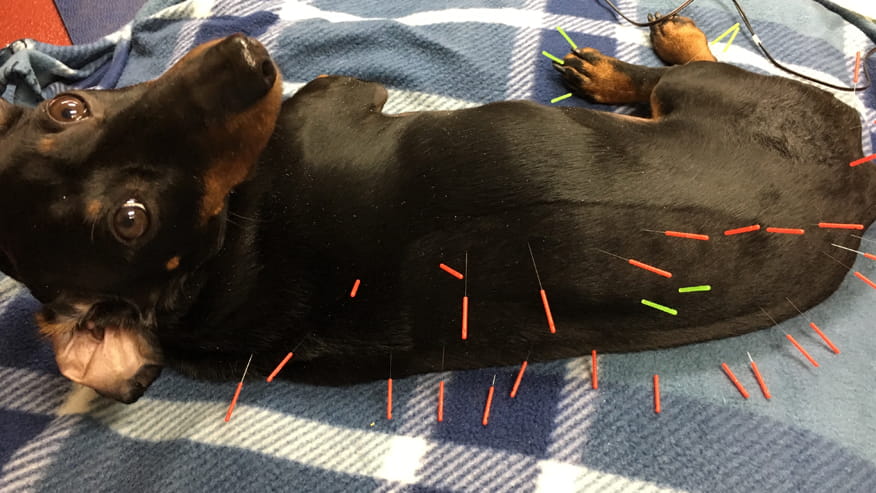 876x493 spring creek Acupuncture