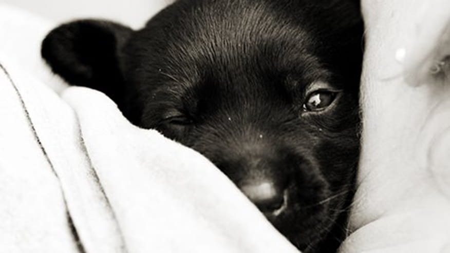 New Puppy Packages