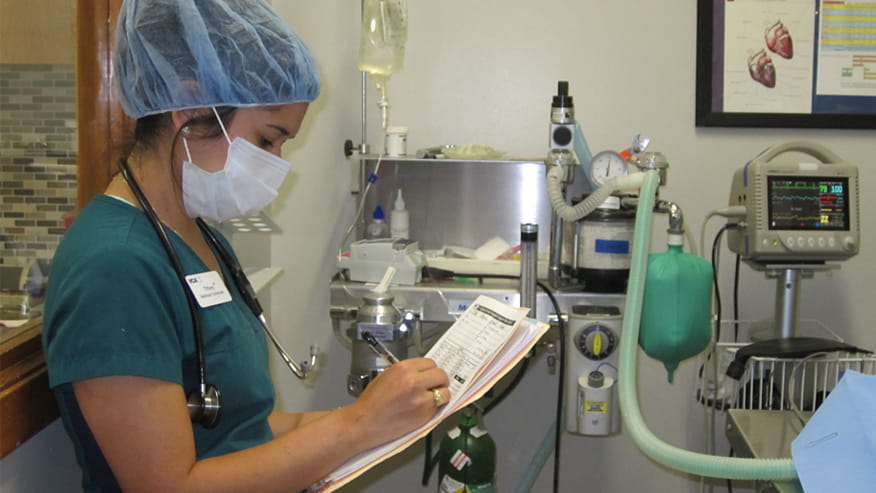 Orthopedic Surgery in Austin, TX | VCA Tanglewood Animal ...