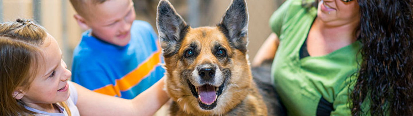 Alternative Medicine In Marietta Ga Vca Terrell Mill Animal Hospital