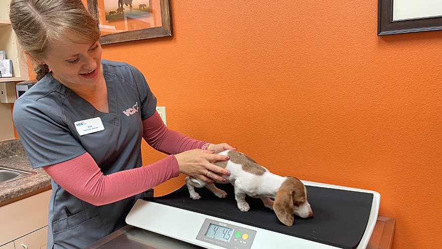 Puppy on a scale at VCA Thumb Butte Animal Hospital