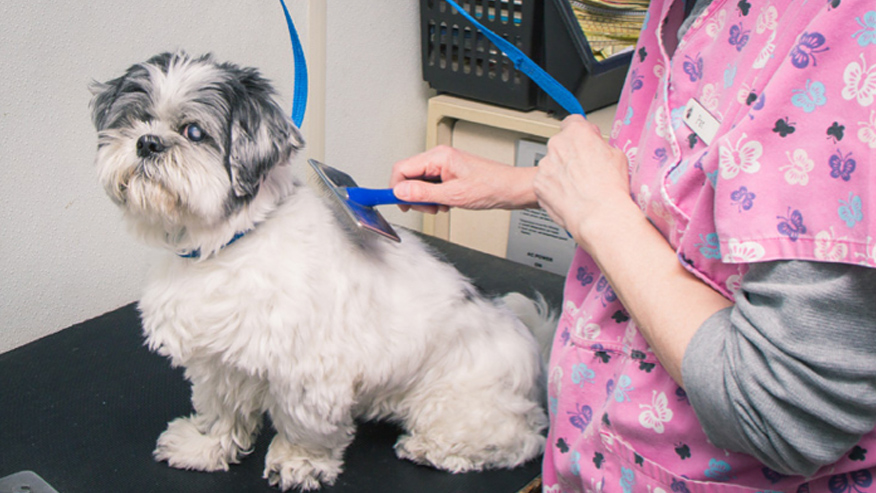 VCA Todds Lane Animal Hospital Grooming
