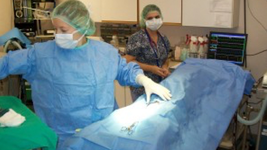 VCA Todds Lane Animal Hospital Surgery