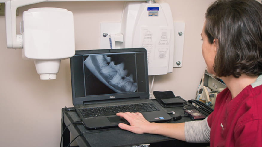 VCA Todds Lane Animal Hospital Dental Care