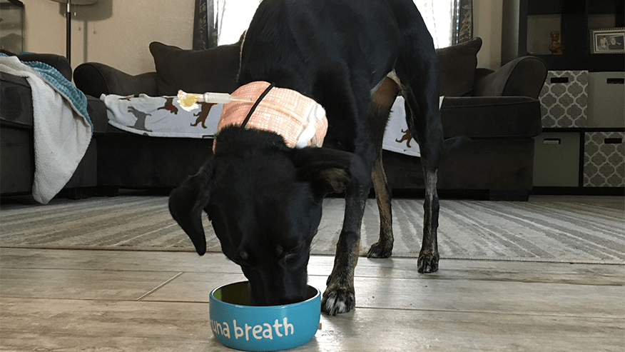 Nasoesophageal Intubation Technique In Dogs Vetlexicon Canis From Vetstream Definitive Veterinary Intelligence