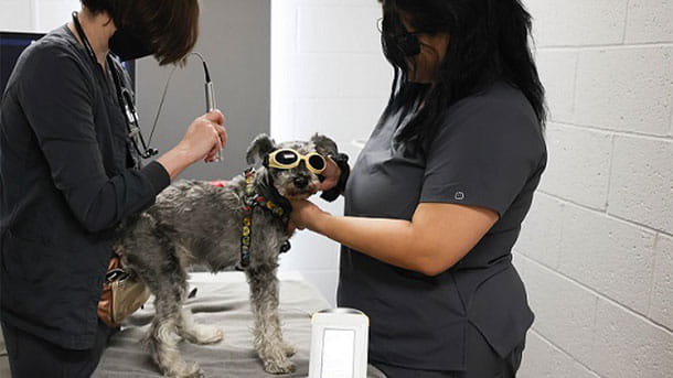 VCA University Animal Hospital Laser Surgery