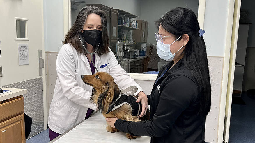 Dog Exam at VCA University Veterinary Clinic