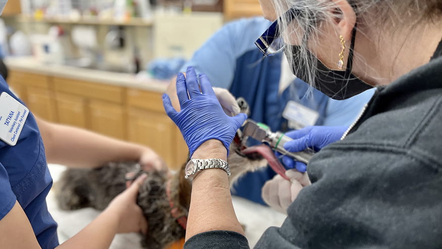 Dental Exam at VCA University Veterinary Clinic