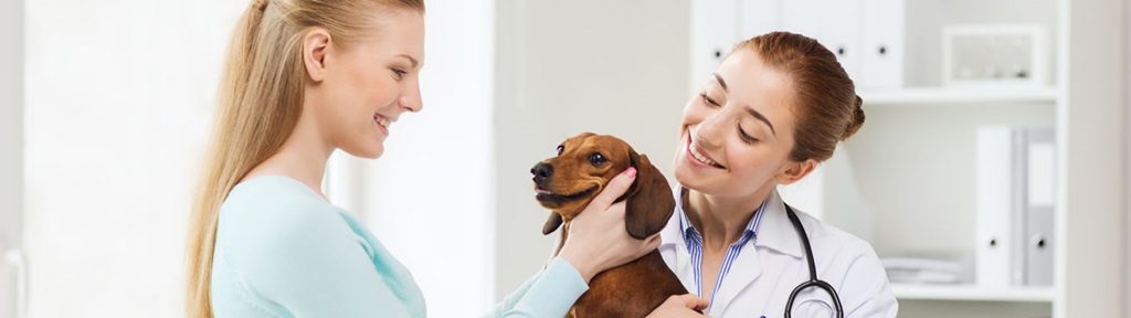 Our Services in Indio, CA VCA Valley Animal Medical