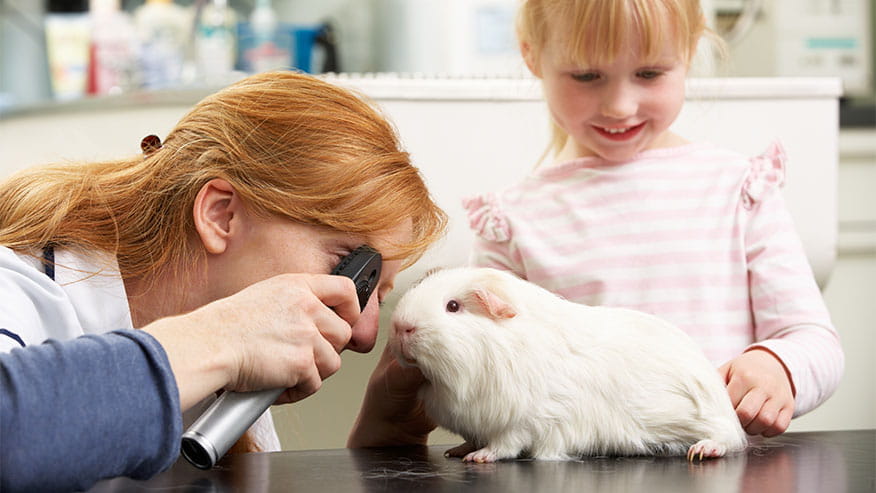 28 Top Pictures Exotic Pet Veterinarian / Exotic Pet Care near Jacksonville and Springfield IL