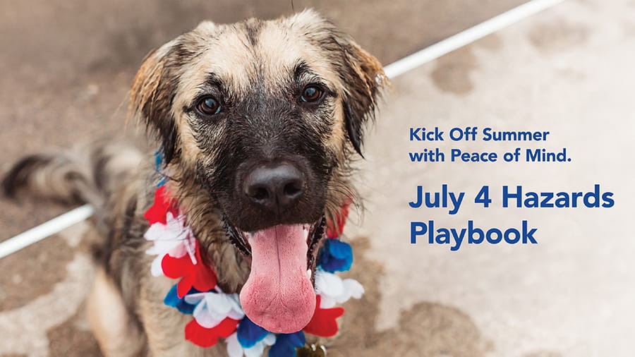 2025 Summer Hazards Playbook for Pet Owners - Inspiring Animal