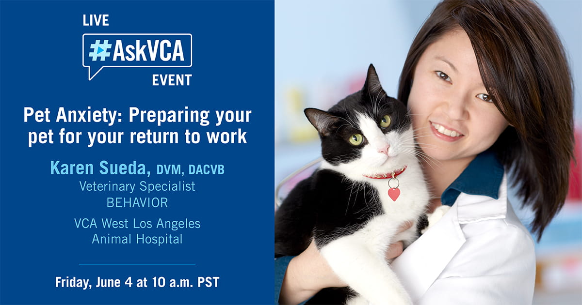 ASKVCA Live with Dr. Sueda