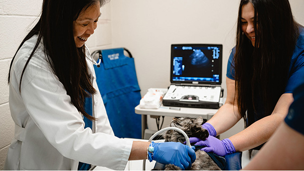 Veterinarian and support staff performing an ultrasound on a pet at VCA Vets & Pets Animal Hospital
