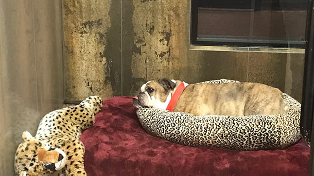Boarding area at VCA Village Park Animal Hospital