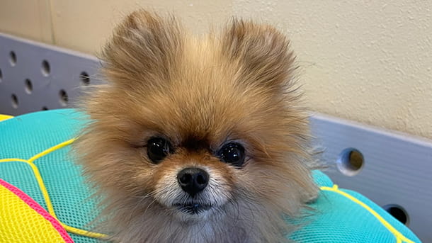 Pomeranian dog at VCA Village Park Animal Hospital