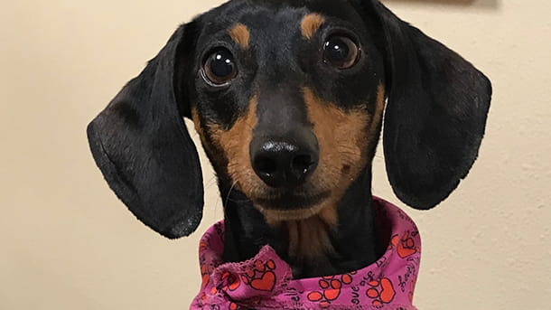Dachshund at VCA Village Park Animal Hospital