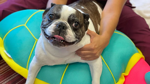 Dog doing rehab at VCA Village Park Animal Hospital