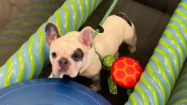 Dog doing rehab at VCA Village Park Animal Hospital