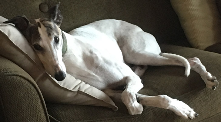 Greyhound on Couch