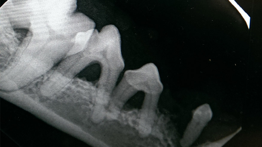 VCA Wakefield Animal Hospital Dental X-Rays