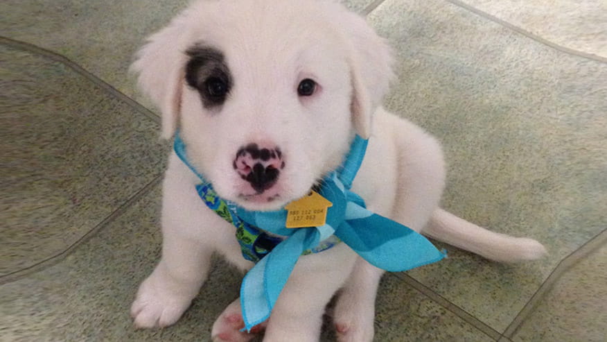 VCA Wakefield Animal Hospital Puppy Bodie