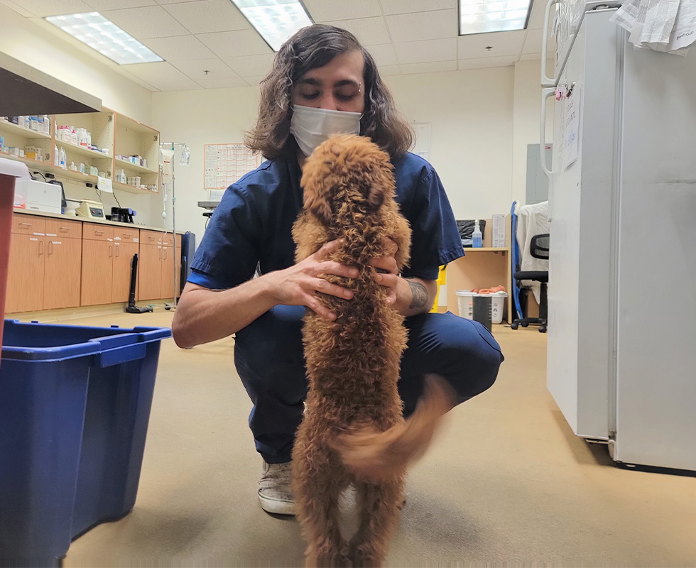 Vet tech and poodle