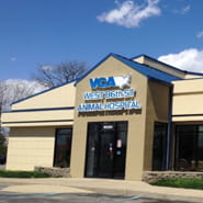 bull terrier yorkshire