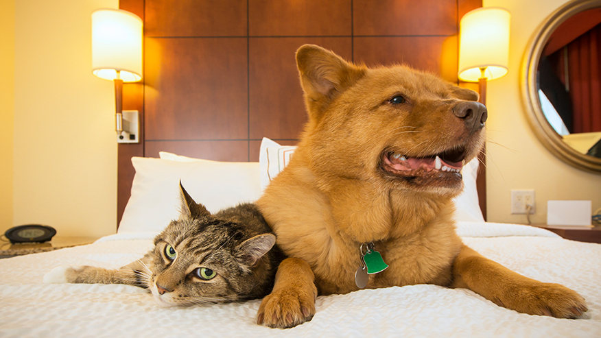 tabby cat and dog on bed