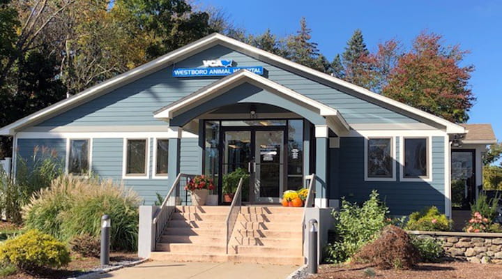 Veterinarians In Westboro Ma Vca Westboro Animal Hospital