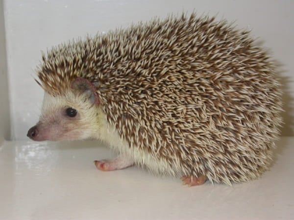 pet hedgehog life expectancy