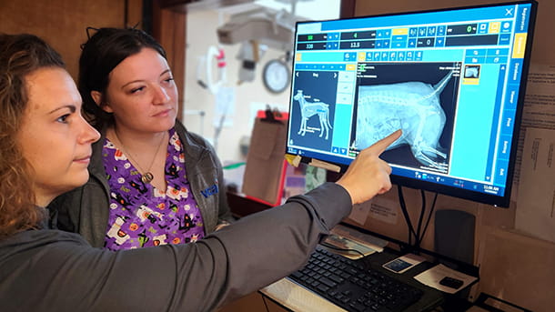 Veterinary staff examining digital radiograph at VCA Wexford Animal Hospital