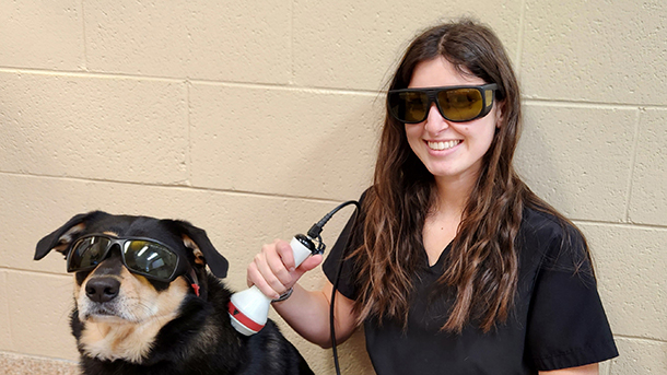 Dog getting laser therapy treatment at VCA Wexford Animal Hospital