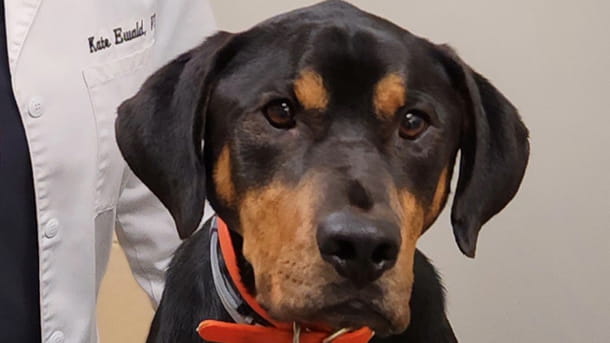 Brown and black puppy