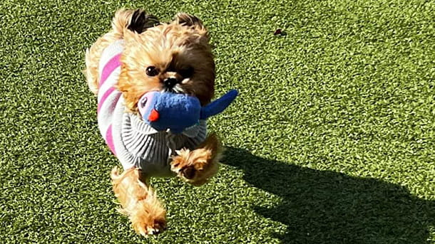 Dog running in grass with toy in mouth