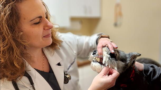 Canine oral exam with veterinarian