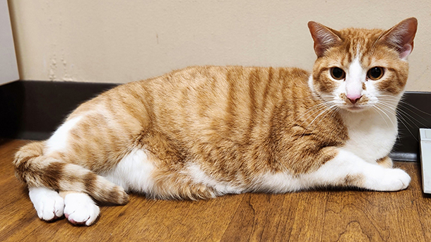 Orange tabby cat at VCA Wexford Animal Hospital