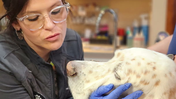 Veterinary staff with white and brown spotted dog