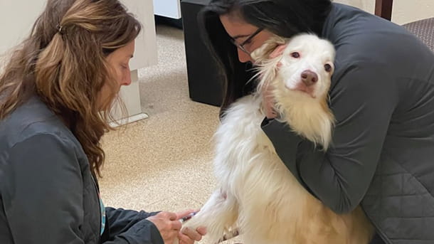 Veterinary staff drawing blood from white dog