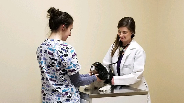 Veterinarian and assistant examining a dog at VCA Wexford Animal Hospital