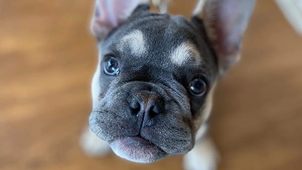 Up close shot of French Bulldog